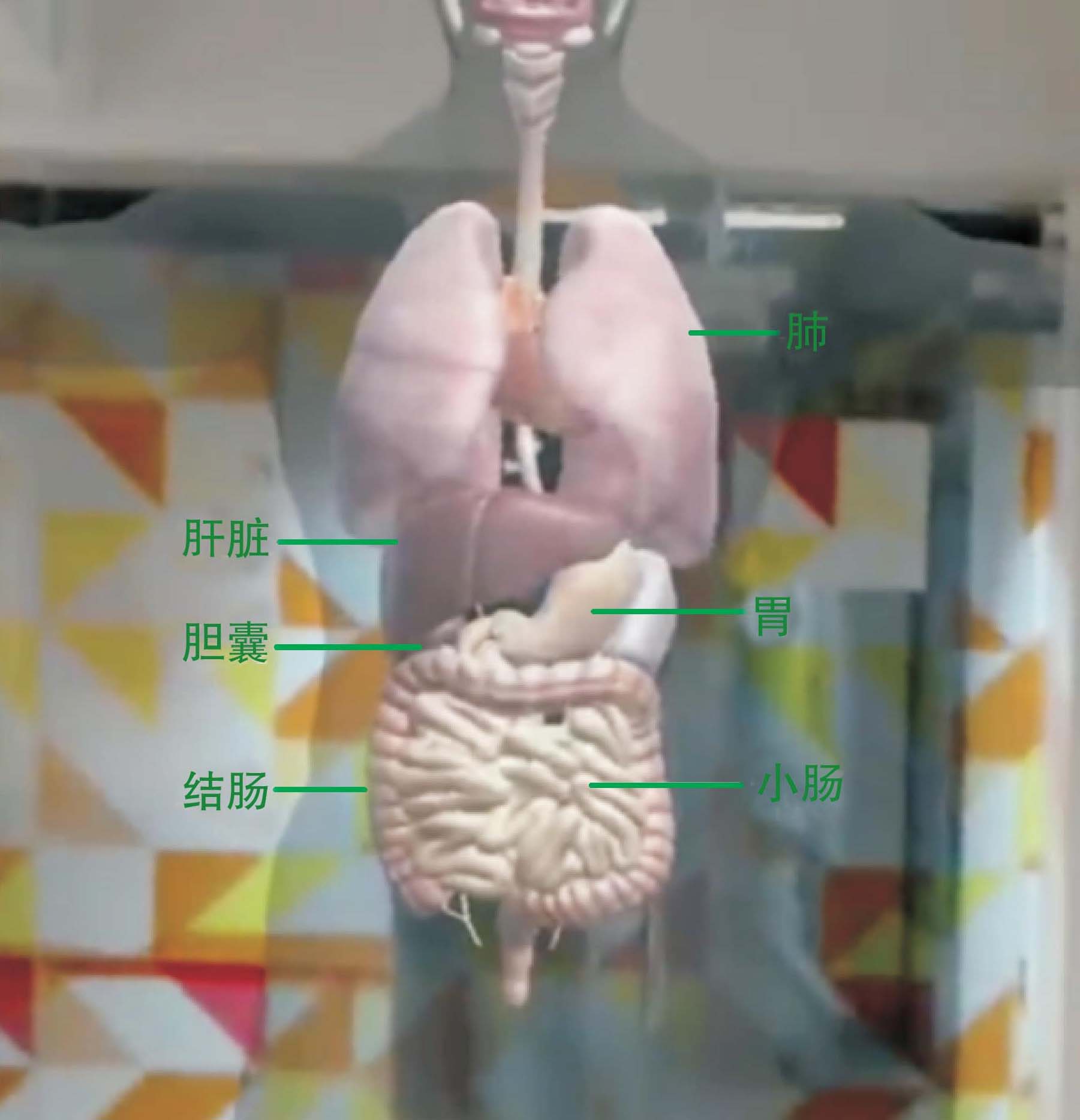 第三節(jié) 混合現(xiàn)實(shí)技術(shù)在解剖學(xué)實(shí)驗教學(xué)應(yīng)用中的優(yōu)勢